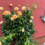 Rosenstock am Ferienhaus auf der Halbinsel Mönchgut