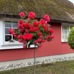 reetgedecktes Ferienhaus in Gager auf Rügen